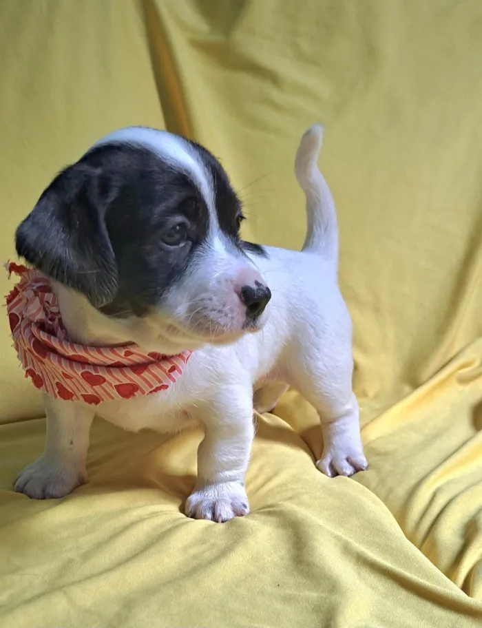 Cachorro ra a SRD-ViraLata idade 2 a 6 meses nome Alice