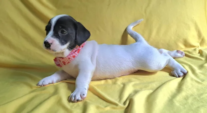 Cachorro ra a SRD-ViraLata idade 2 a 6 meses nome Alice