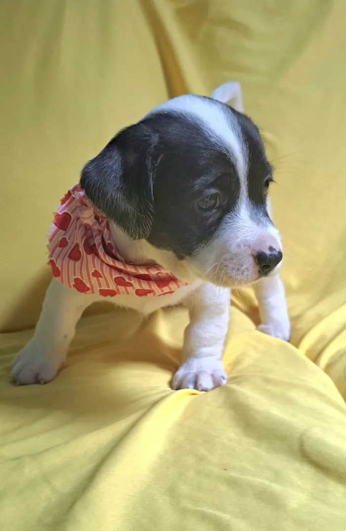 Cachorro ra a SRD-ViraLata idade 2 a 6 meses nome Alice