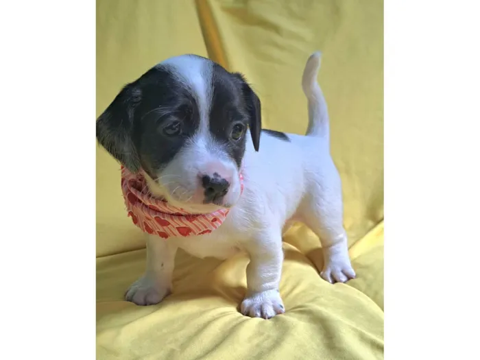 Cachorro ra a SRD-ViraLata idade 2 a 6 meses nome Alice