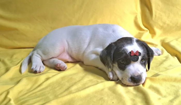 Cachorro ra a SRD-ViraLata idade 2 a 6 meses nome Lorena
