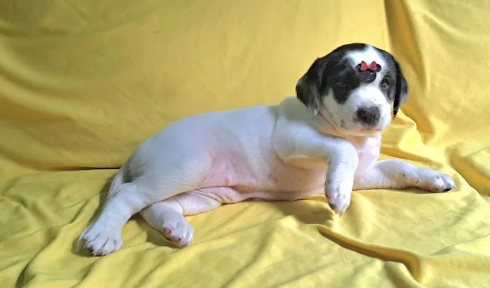 Cachorro ra a SRD-ViraLata idade 2 a 6 meses nome Lorena