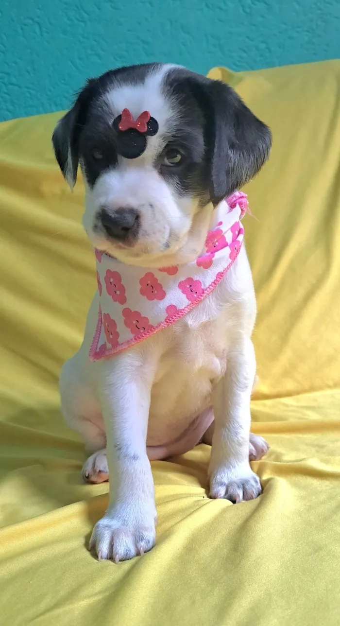 Cachorro ra a SRD-ViraLata idade 2 a 6 meses nome Lorena