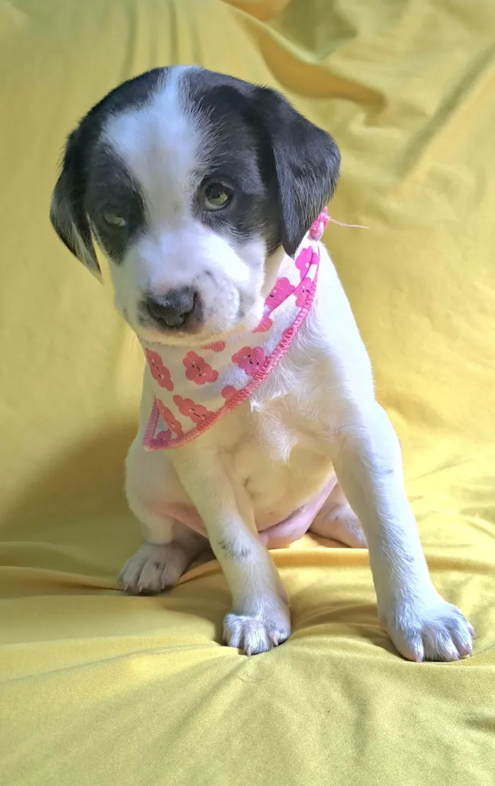 Cachorro ra a SRD-ViraLata idade 2 a 6 meses nome Lorena