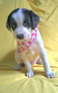 Lorena