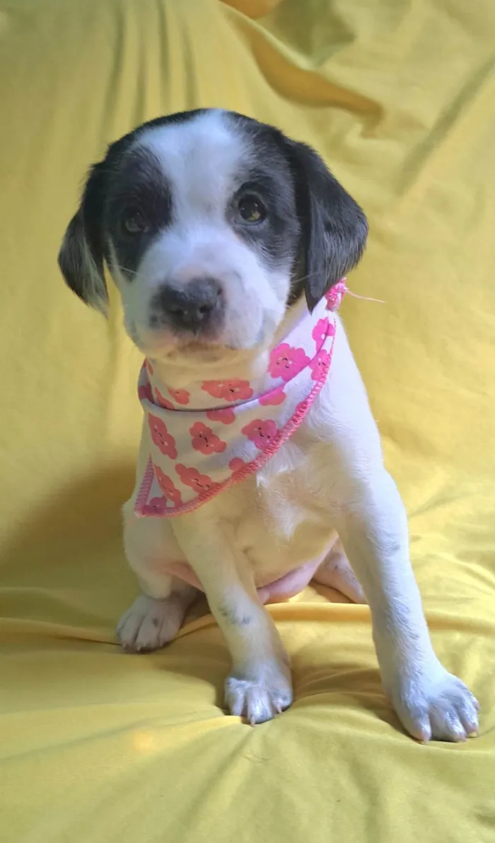 Cachorro ra a SRD-ViraLata idade 2 a 6 meses nome Lorena