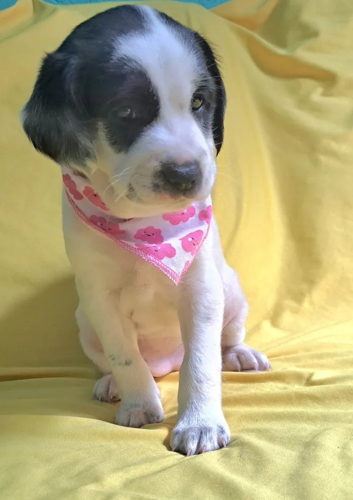 Cachorro ra a SRD-ViraLata idade 2 a 6 meses nome Lorena
