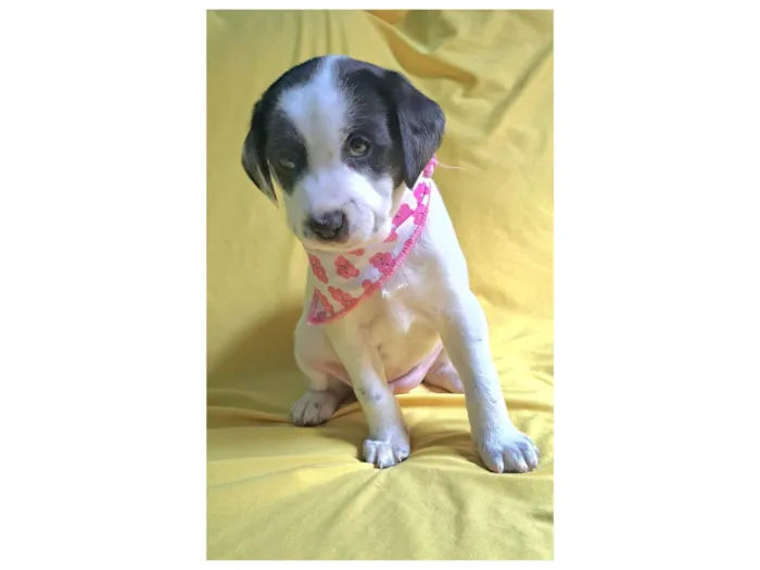 Cachorro ra a SRD-ViraLata idade 2 a 6 meses nome Lorena