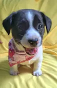 Laís