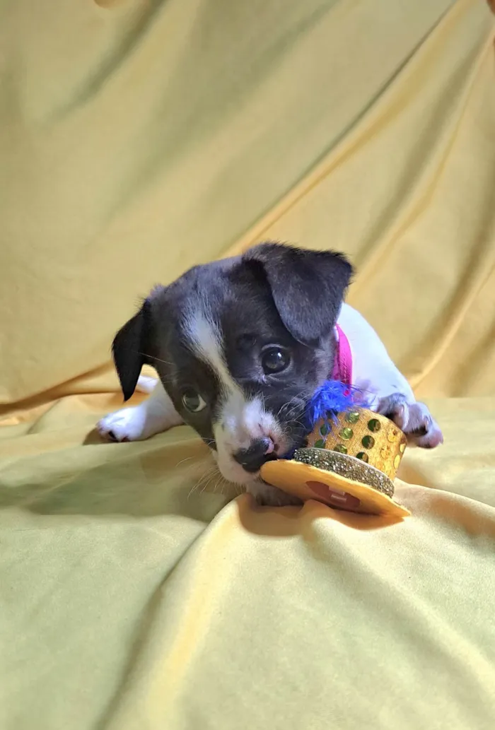 Cachorro ra a SRD-ViraLata idade 2 a 6 meses nome Laís