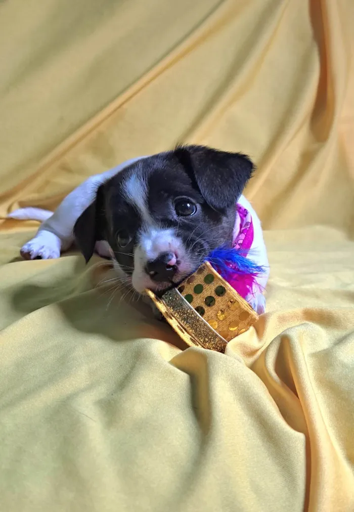 Cachorro ra a SRD-ViraLata idade 2 a 6 meses nome Laís