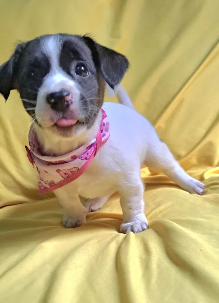 Cachorro ra a SRD-ViraLata idade 2 a 6 meses nome Laís