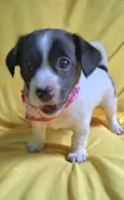 Laís