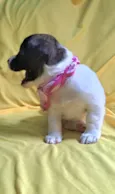 Laís