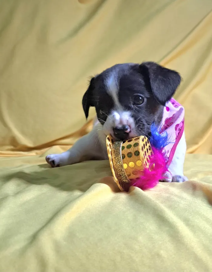 Cachorro ra a SRD-ViraLata idade 2 a 6 meses nome Laís