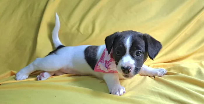 Cachorro ra a SRD-ViraLata idade 2 a 6 meses nome Laís