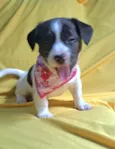 Laís
