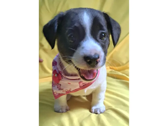 Cachorro ra a SRD-ViraLata idade 2 a 6 meses nome Laís
