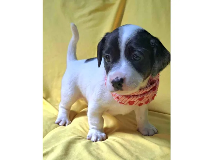 Cachorro ra a SRD-ViraLata idade 2 a 6 meses nome Alice