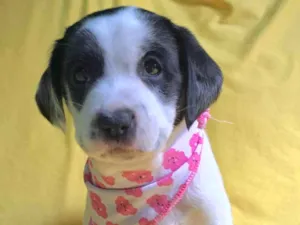 Cachorro raça SRD-ViraLata idade 2 a 6 meses nome Lorena