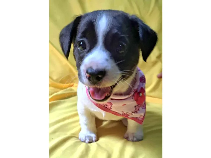 Cachorro ra a SRD-ViraLata idade 2 a 6 meses nome Laís