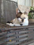Sissi