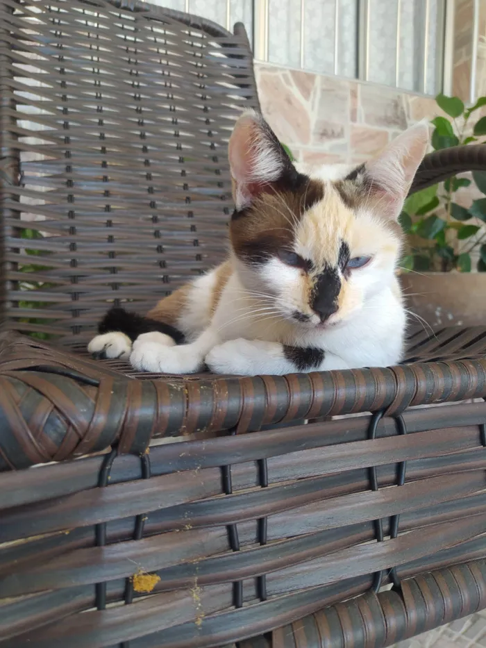 Gato ra a SRD-ViraLata idade 2 anos nome Sissi