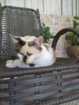 Sissi