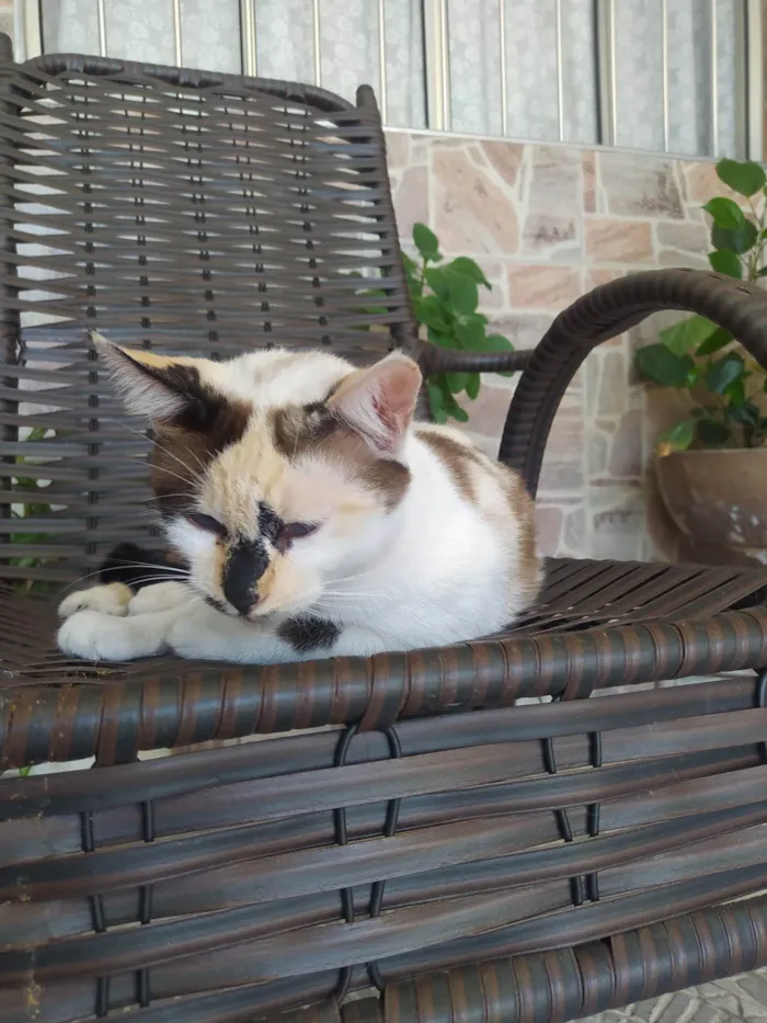 Gato ra a SRD-ViraLata idade 2 anos nome Sissi