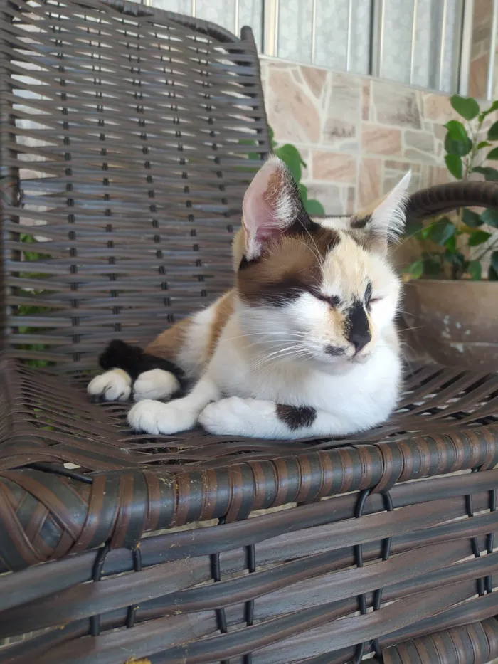 Gato ra a SRD-ViraLata idade 2 anos nome Sissi