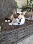 Sissi