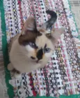 Sissi