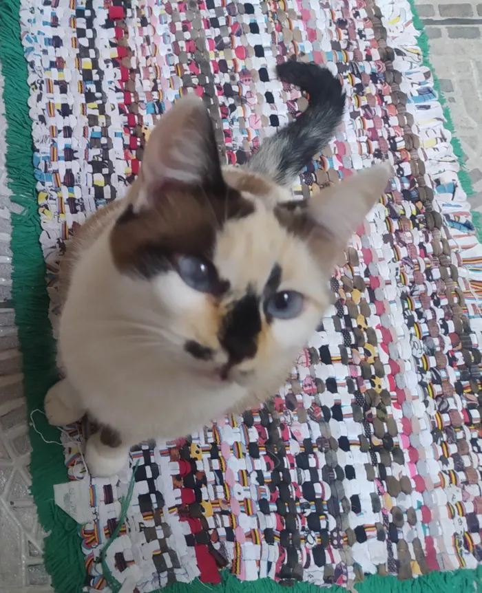 Gato ra a SRD-ViraLata idade 2 anos nome Sissi