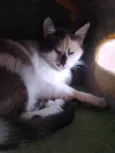 Sissi