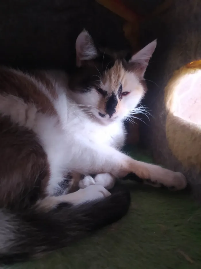 Gato ra a SRD-ViraLata idade 2 anos nome Sissi