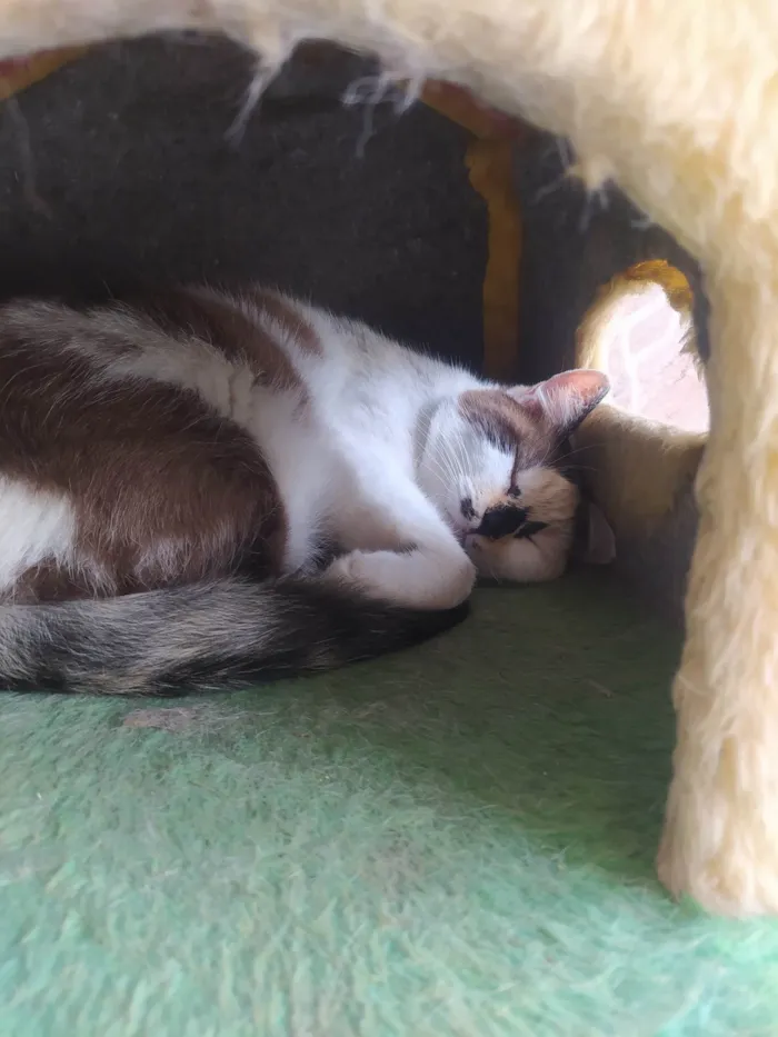 Gato ra a SRD-ViraLata idade 2 anos nome Sissi
