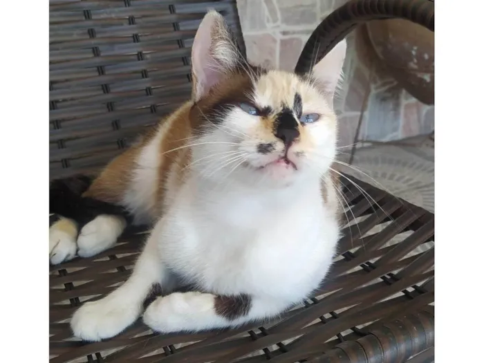 Gato ra a SRD-ViraLata idade 2 anos nome Sissi