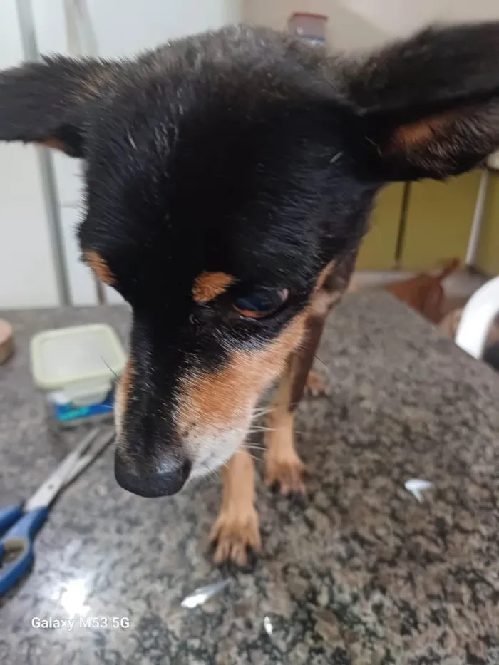 Cachorro ra a Pinscher  idade 6 ou mais anos nome Bento