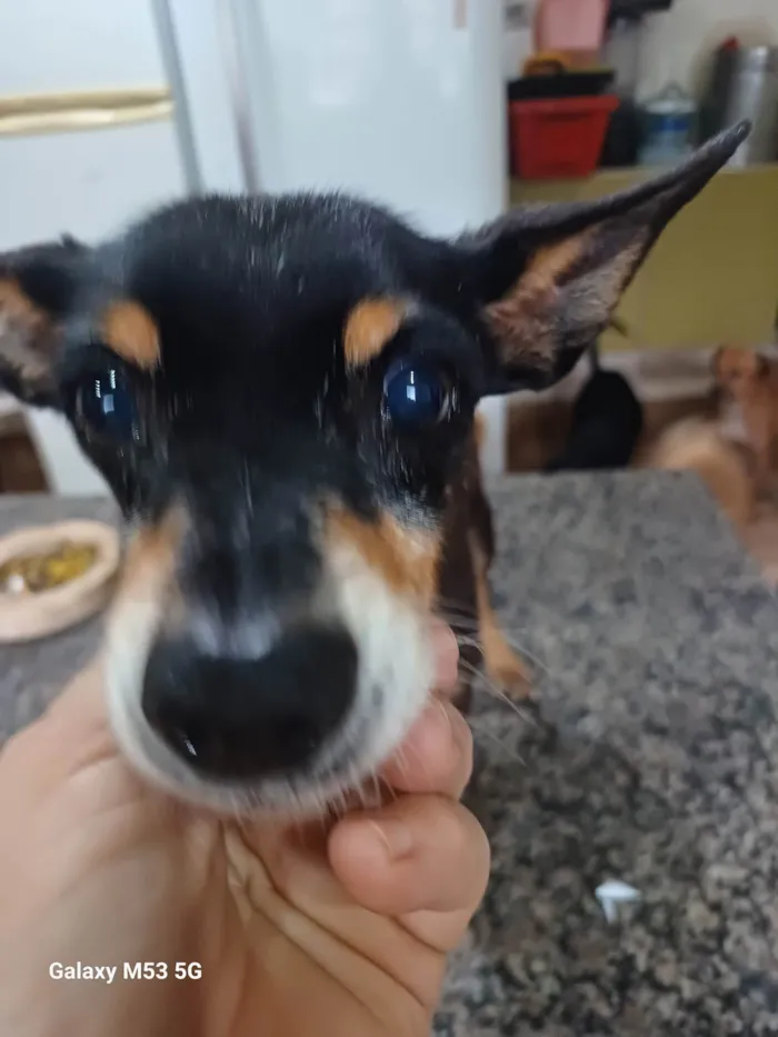 Cachorro ra a Pinscher  idade 6 ou mais anos nome Bento