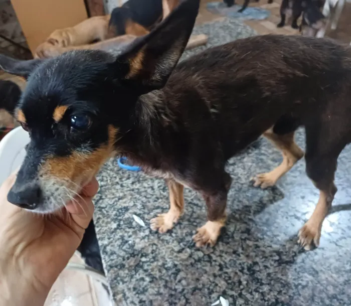 Cachorro ra a Pinscher  idade 6 ou mais anos nome Bento
