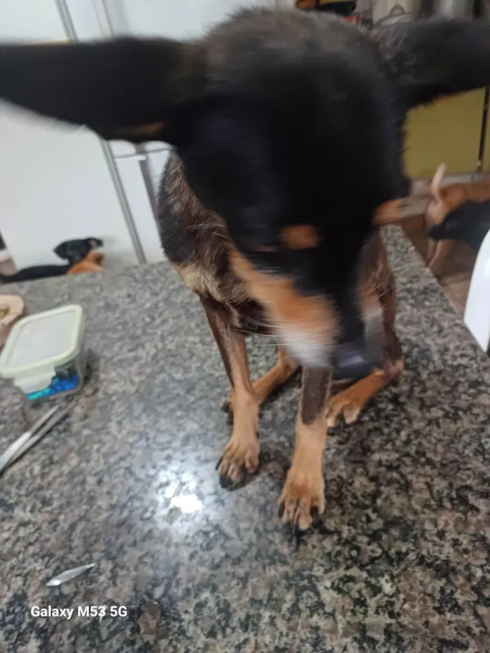 Cachorro ra a Pinscher  idade 6 ou mais anos nome Bento