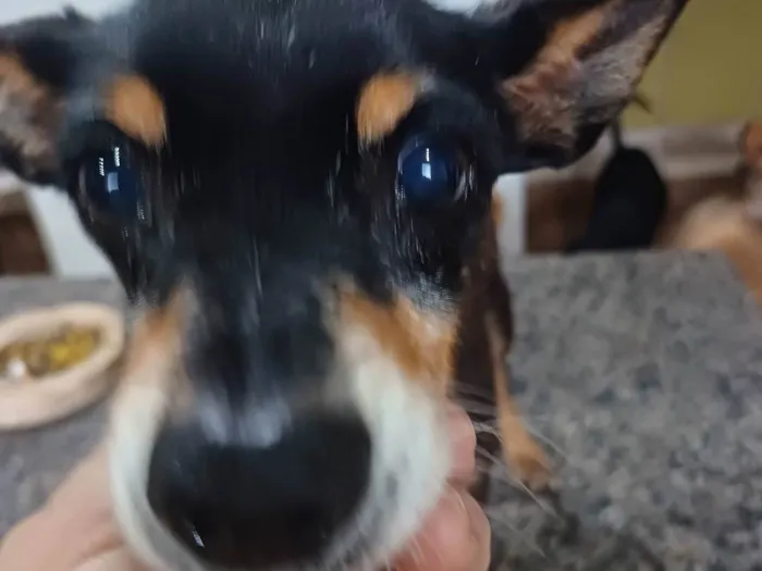 Cachorro ra a Pinscher  idade 6 ou mais anos nome Bento