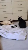 Puma E Alice