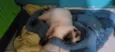 Puma E Alice