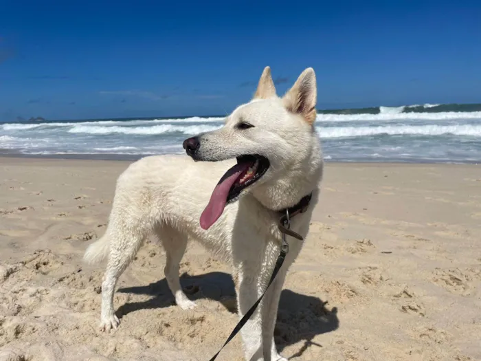 Cachorro ra a Pastor Alemão idade 5 anos nome Xiabu