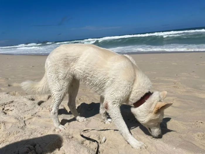 Cachorro ra a Pastor Alemão idade 5 anos nome Xiabu