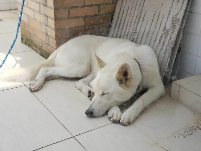 Cachorro ra a Pastor Alemão idade 5 anos nome Xiabu