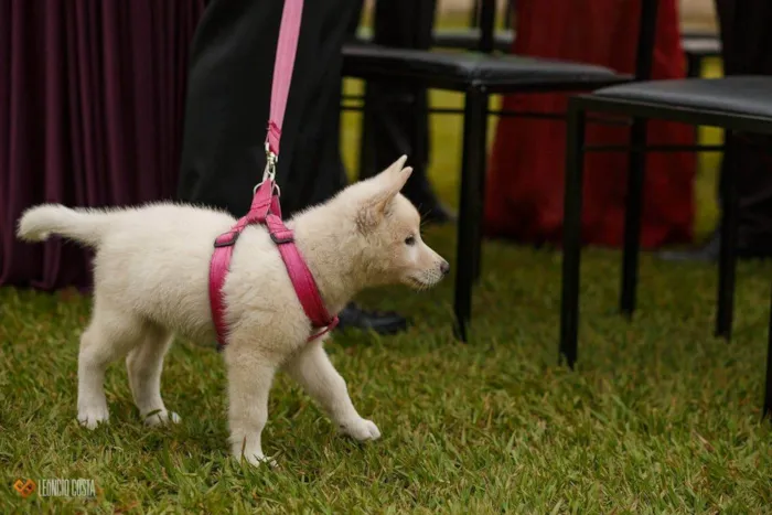 Cachorro ra a Pastor Alemão idade 5 anos nome Xiabu