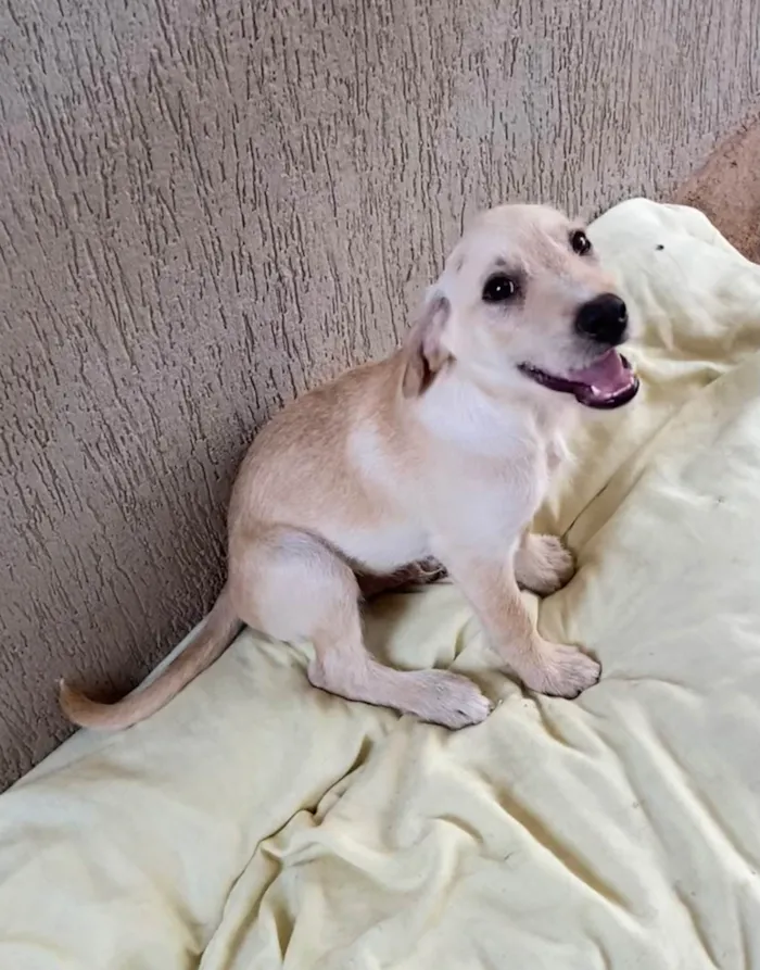 Cachorro ra a SRD-ViraLata idade 2 a 6 meses nome Sem Nome