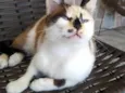 Sissi